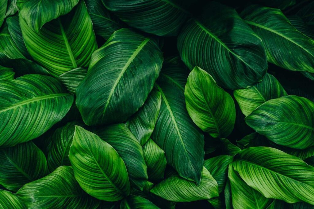 Group of green leaves Group of green leaves