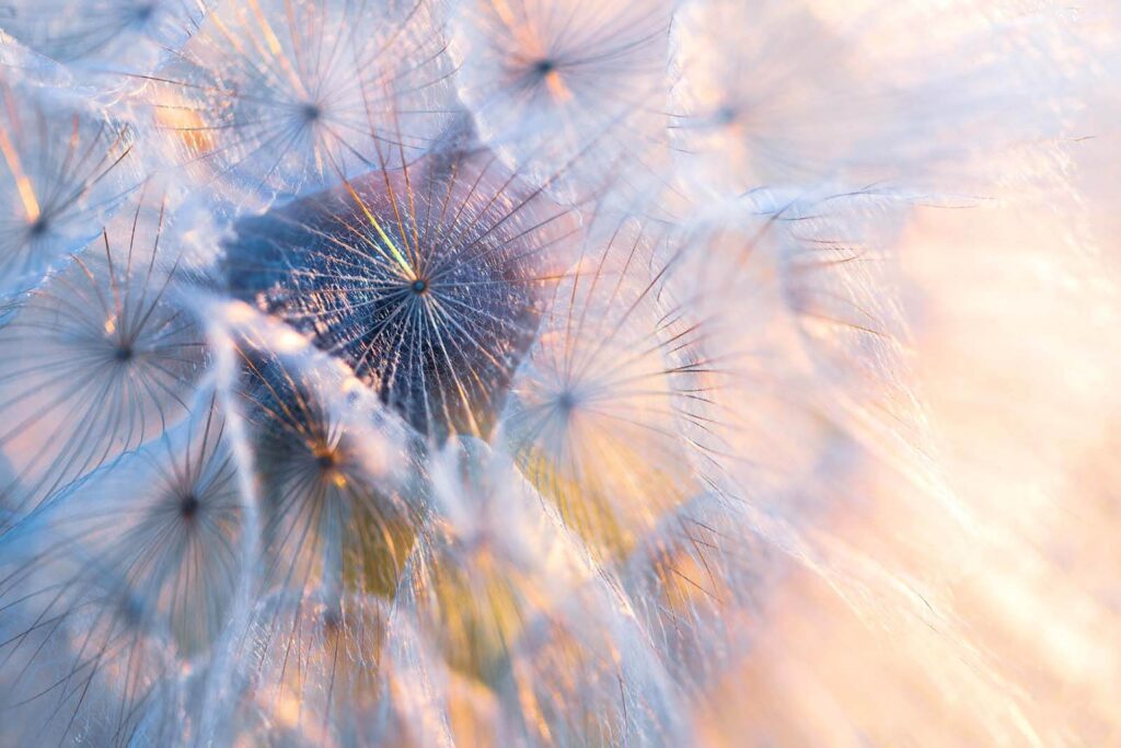 Delicate beauty in soft hues Delicate beauty in soft hues