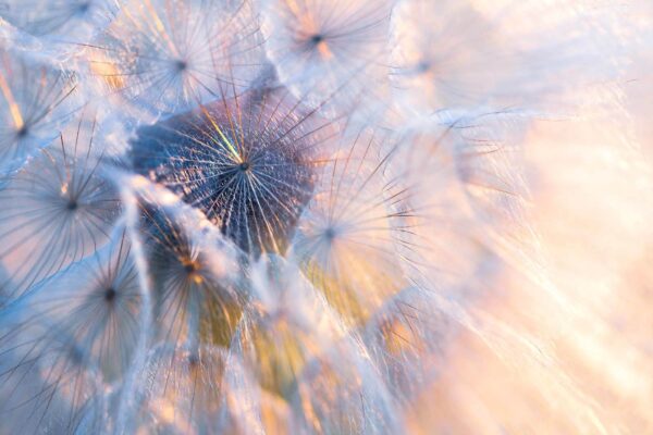 Delicate beauty in soft hues Delicate beauty in soft hues