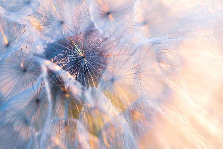 Delicate beauty in soft hues