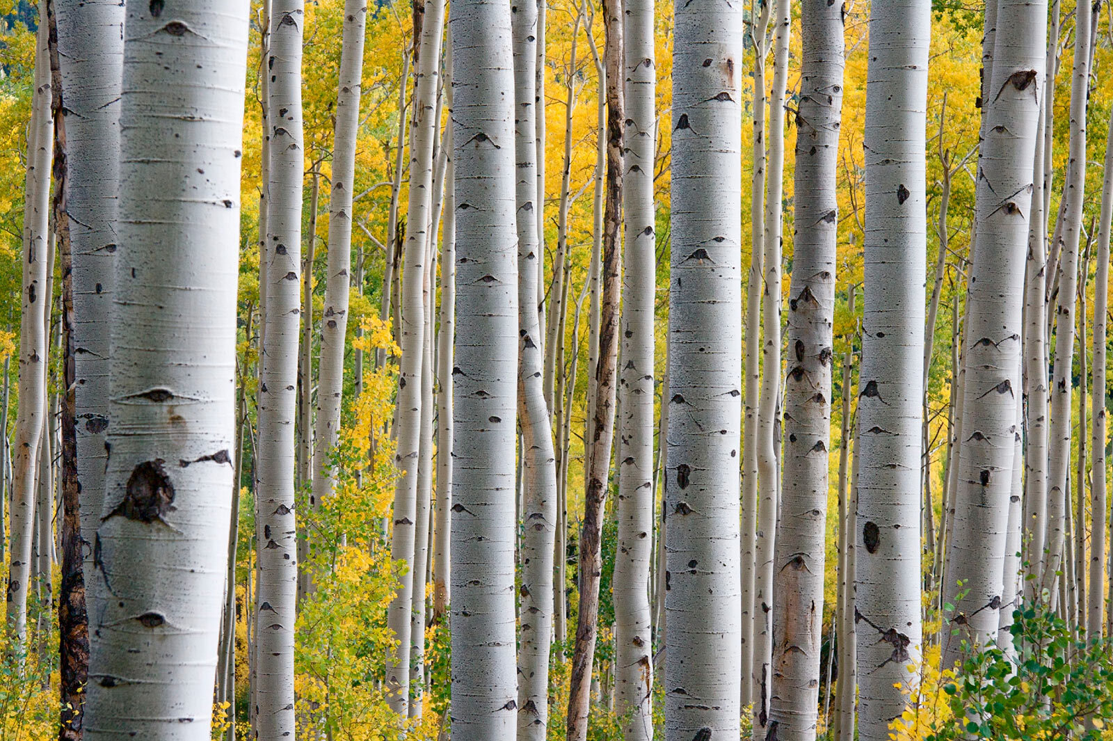 u13453p - Group of white trees with yellow leaves - tegory