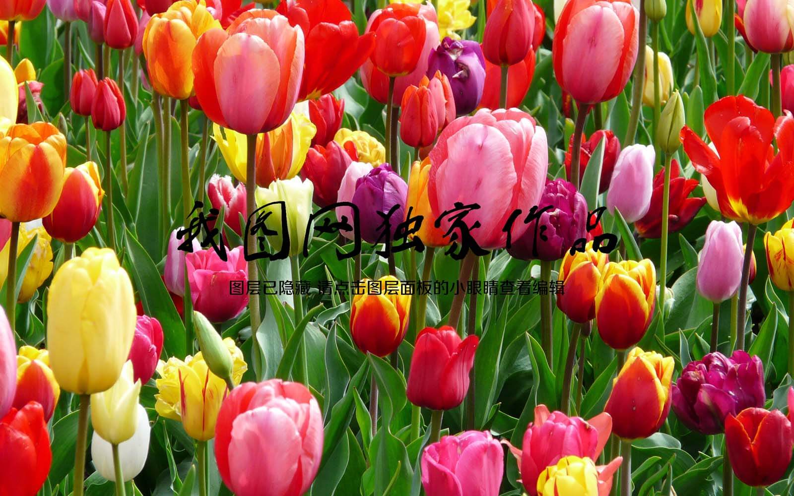 u12196p - Group of colorful tulips - tegory