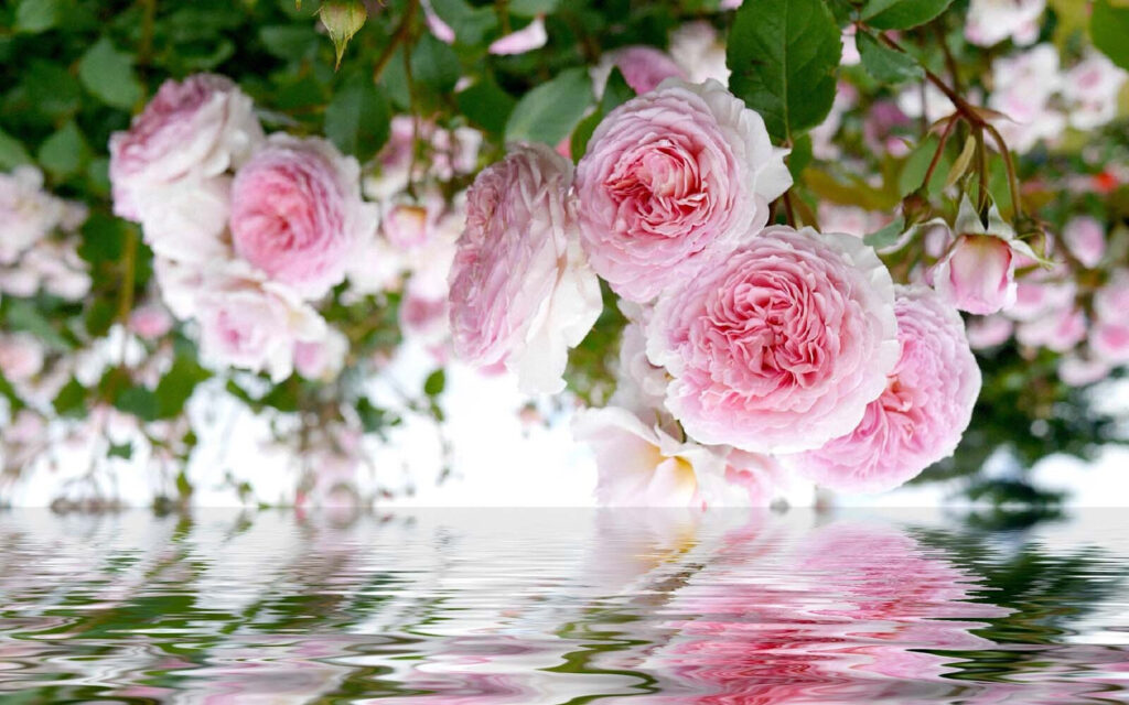 Delicate pink roses reflect beautifully. Delicate pink roses reflect beautifully.