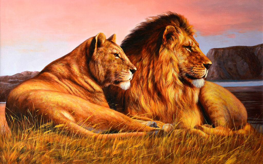 Couple of lions lying in grass Couple of lions lying in grass