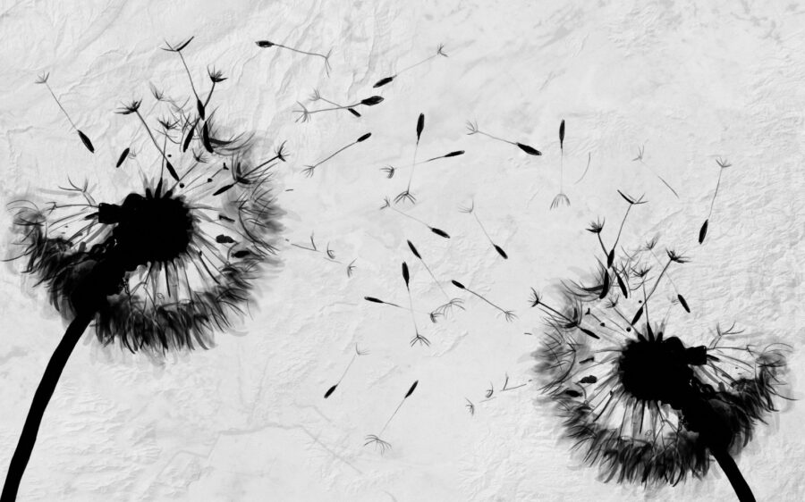 Black and white image of dandelions