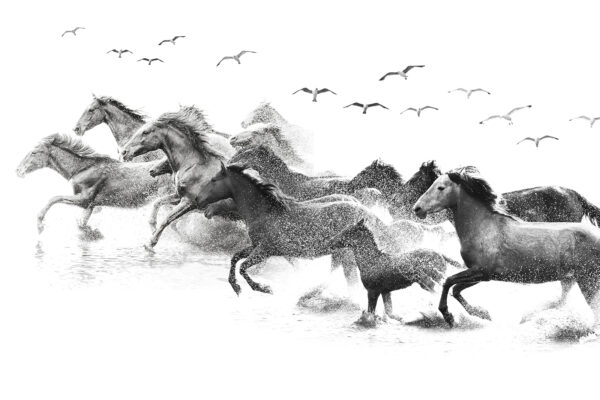 A group of horses running through water A group of horses running through water