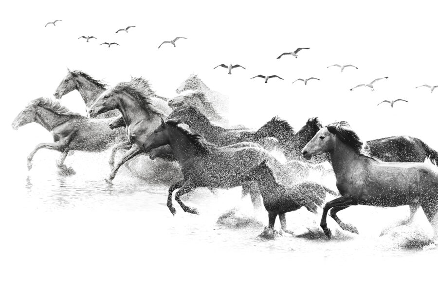 A group of horses running through water