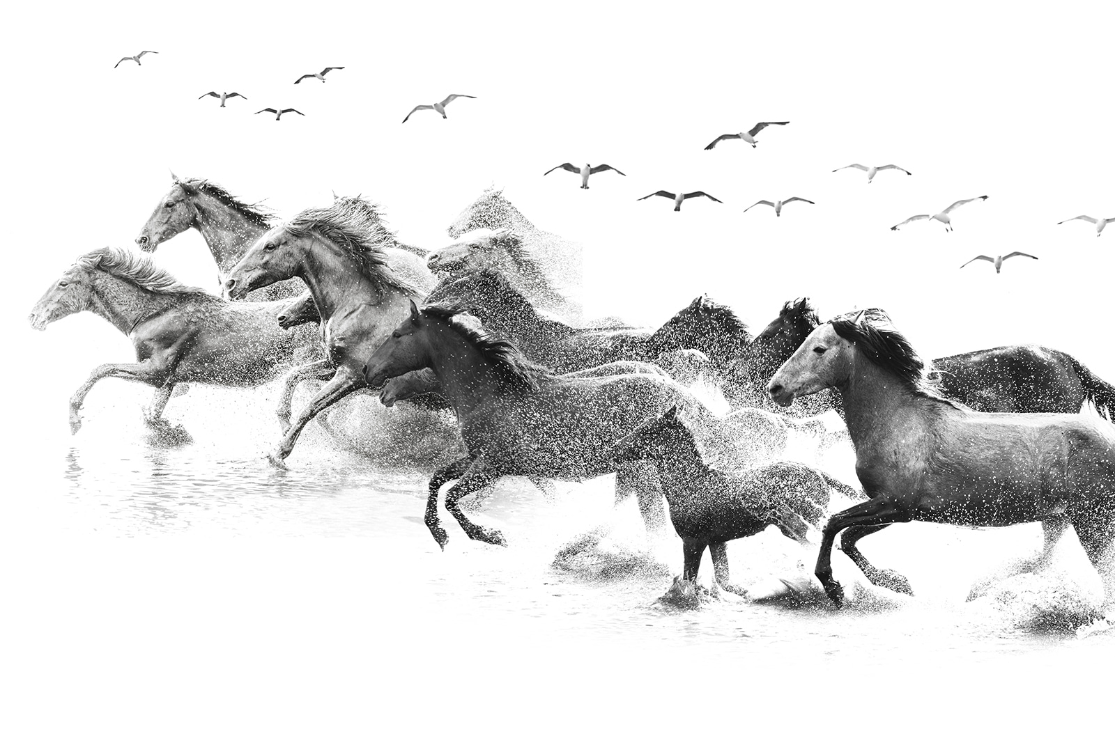 A group of horses running through water u14413p - A group of horses running through water - tegory