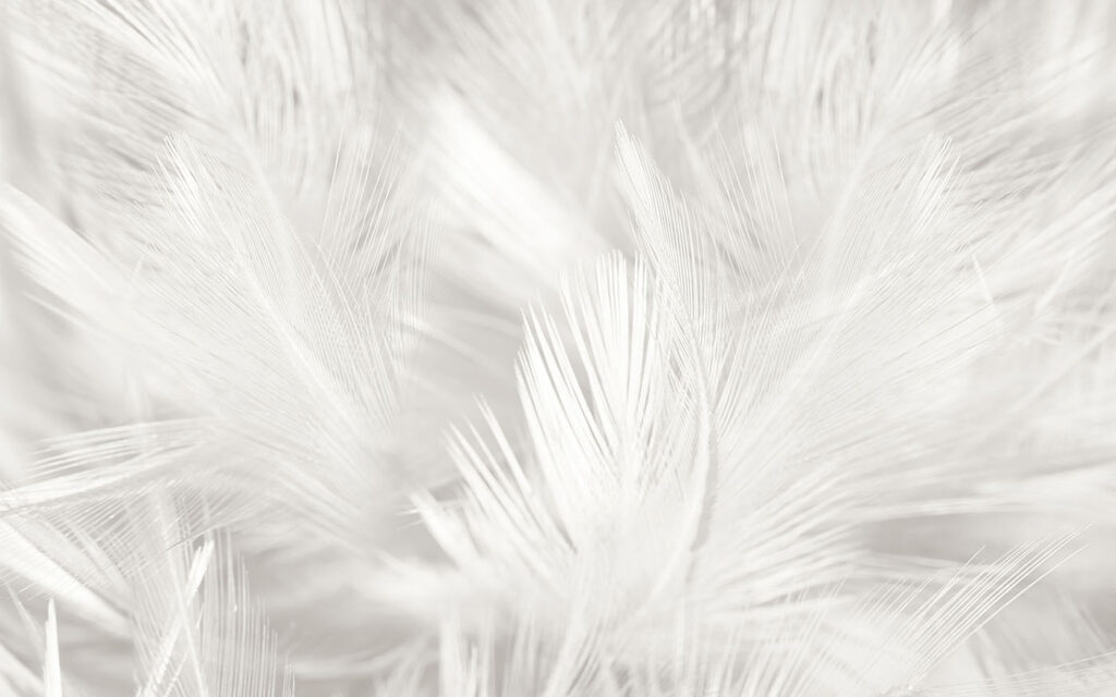 White feathers on a white surface