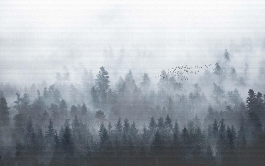 Group of birds flying over a forest