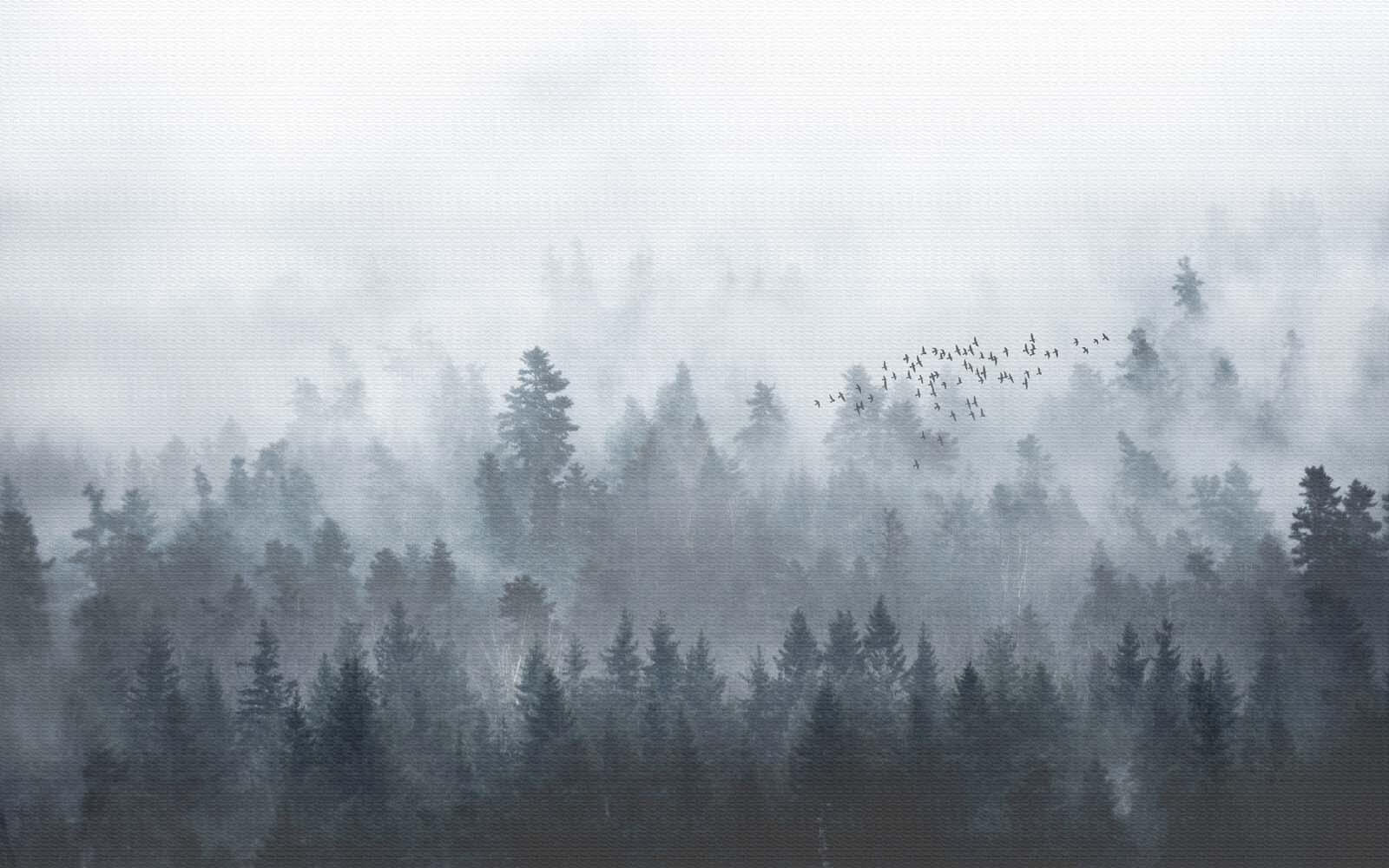 u16629p - Group of birds flying over a forest - tegory