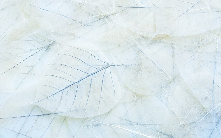 Wall murals Group of white leaves - Image 2