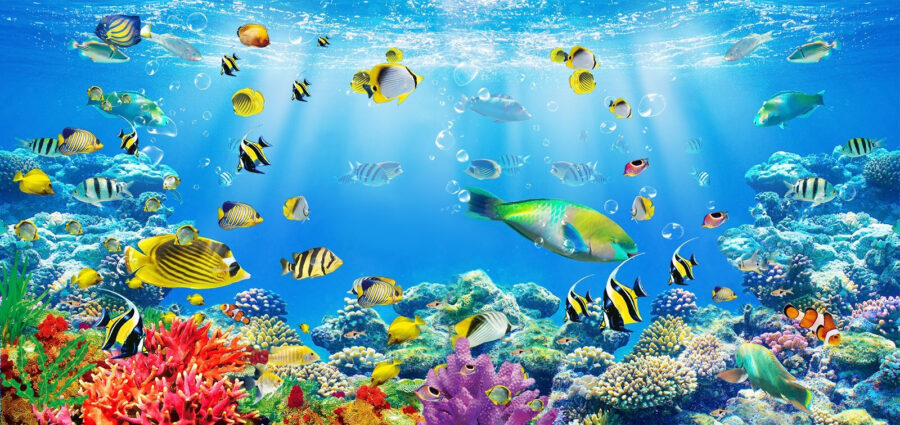 Wall murals Group of fish swimming in the water - Image 2