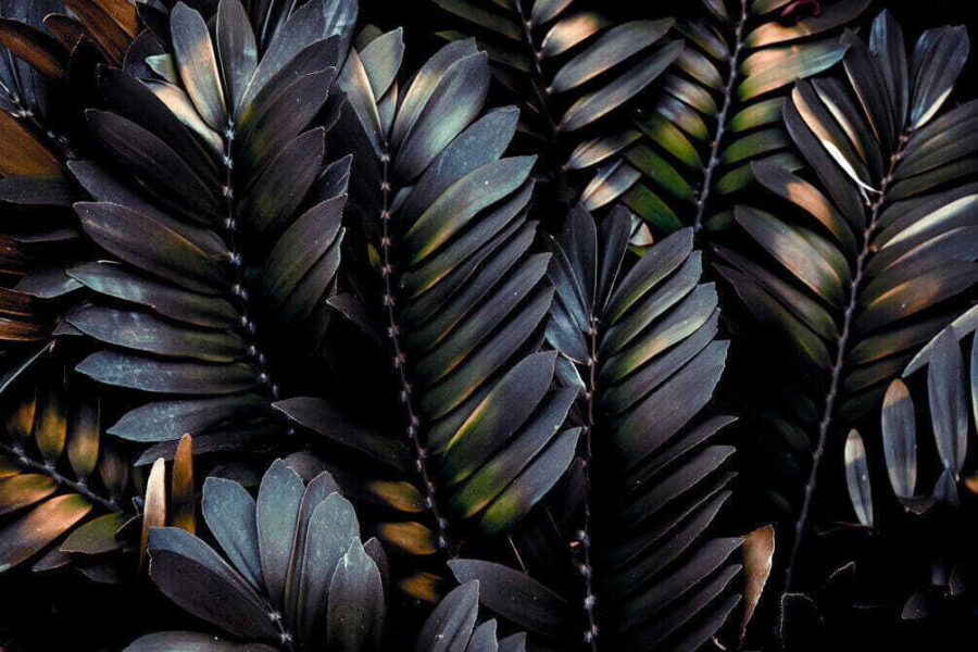 Group of black leaves u29078p 900x600 - Group of black leaves - tegory
