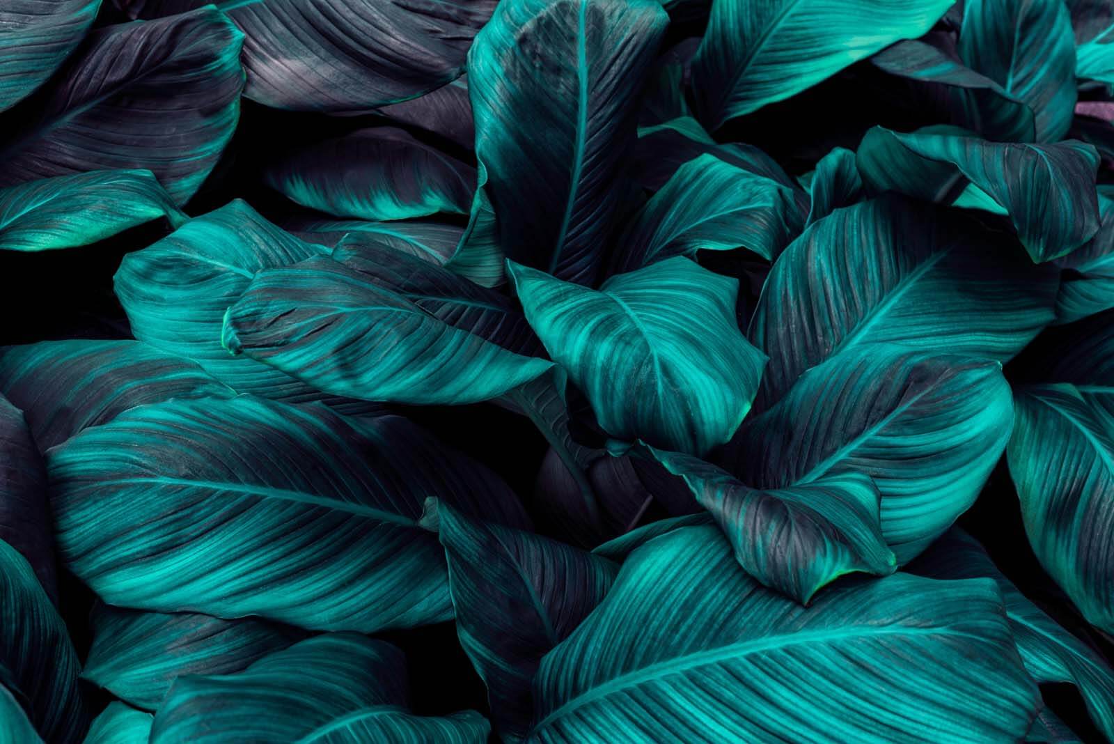 Lush tropical foliage in vibrant hues u31835p - Lush tropical foliage in vibrant hues - tegory