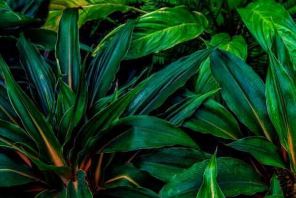 Lush tropical leaves in vibrant green. Lush tropical leaves in vibrant green.
