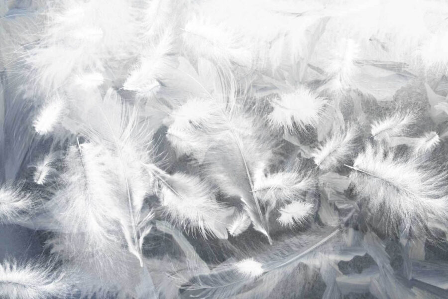 White feathers on a window
