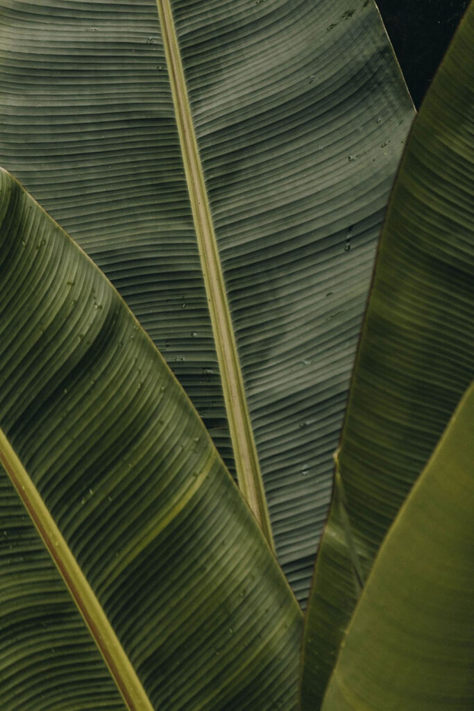 Lush green leaves with textured patterns Lush green leaves with textured patterns