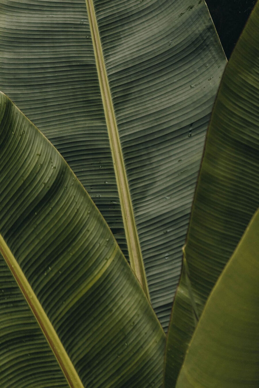 Wall murals Lush green leaves with textured patterns - Image 4