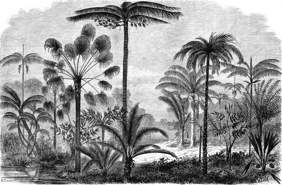 Black and white drawing of palm trees