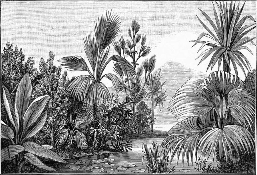 Black and white drawing of a tropical forest u52597p 900x613 - Black and white drawing of a tropical forest - tegory