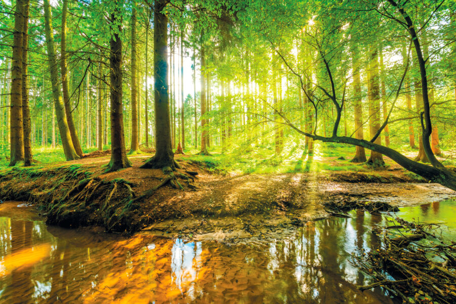 Wall murals Stream in a forest - Image 10