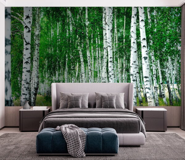 Group of trees with white bark Group of trees with white bark