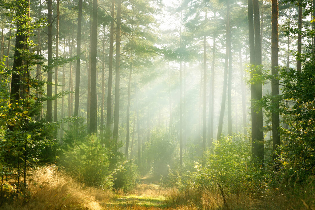 Path through a forest with trees and bushes Path through a forest with trees and bushes
