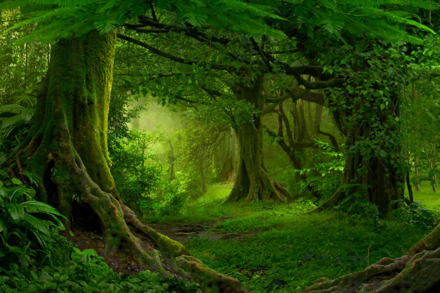 Forest with trees and plants Forest with trees and plants