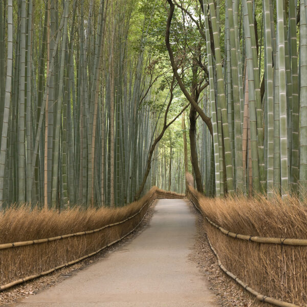 Path through a bamboo forest Path through a bamboo forest