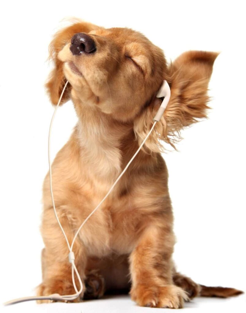Dog with earphones on u56551p 804x1024 - Dog with earphones on - tegory