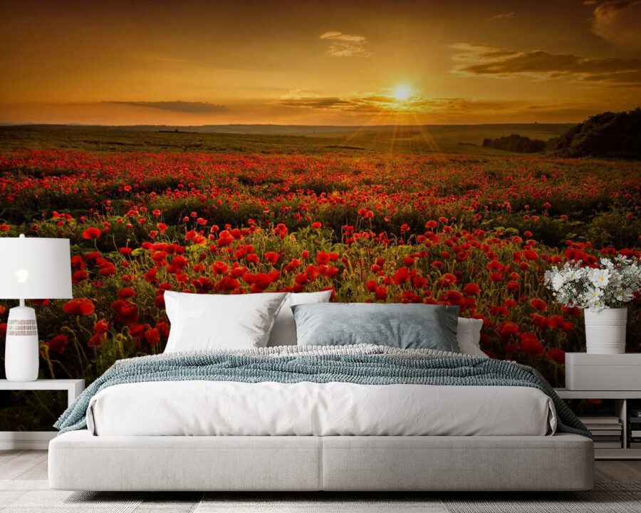 Field of red flowers