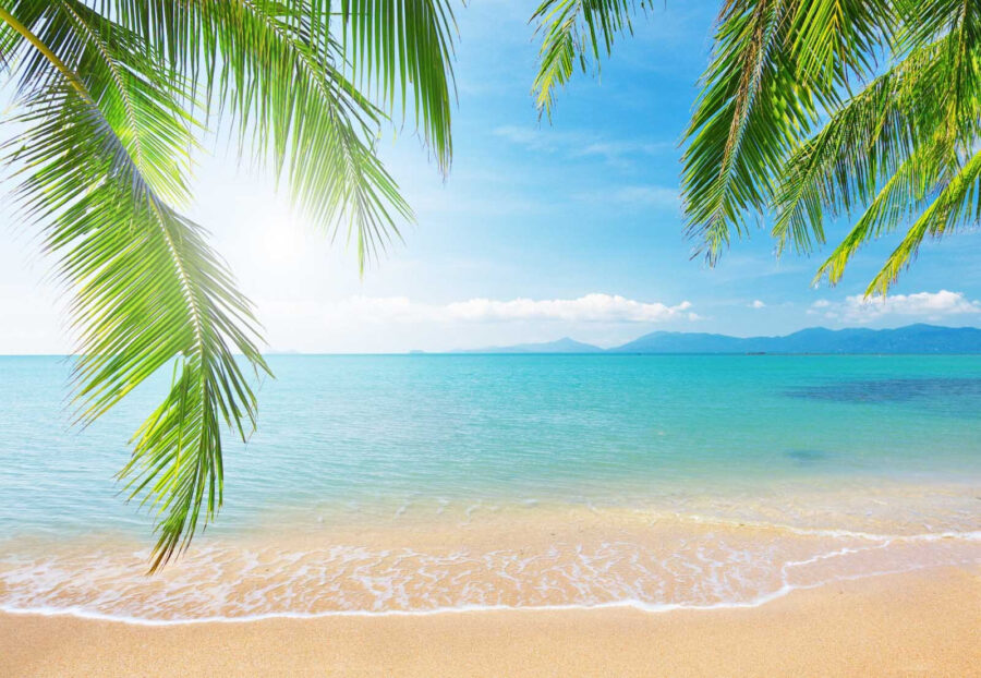 Beach with palm trees and blue water