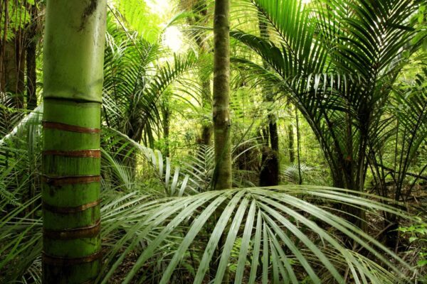 Green forest with palm trees Green forest with palm trees