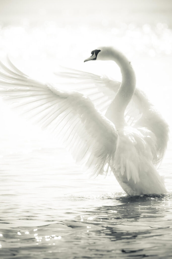 White swan with wings spread out in water White swan with wings spread out in water