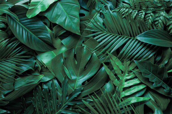 Group of green leaves Group of green leaves