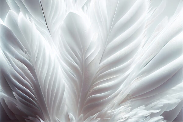 Delicate white feather textures intertwining