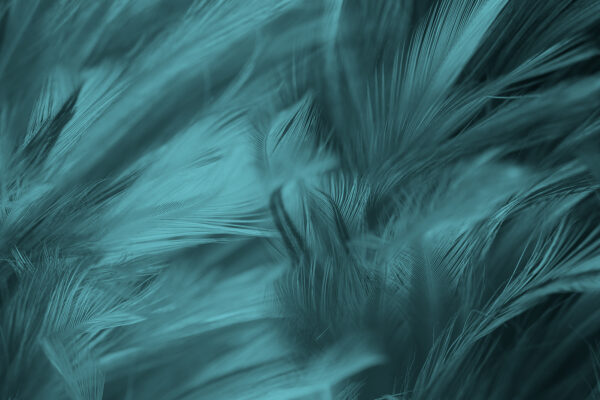 Soft teal feathers in gentle waves. Soft teal feathers in gentle waves.