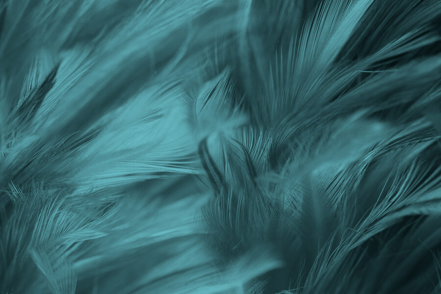 Soft teal feathers in gentle waves. Soft teal feathers in gentle waves.
