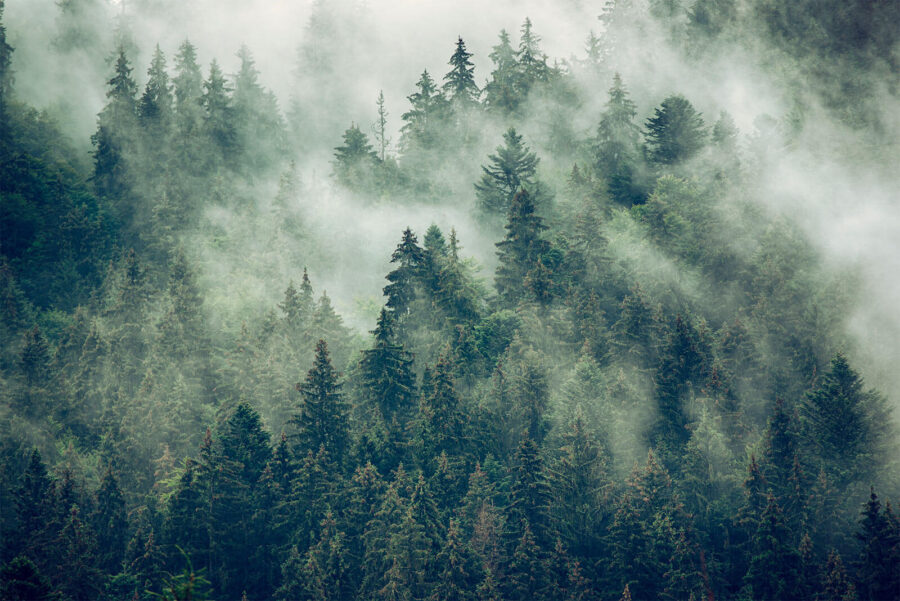 Wall murals Forest of trees with fog - Image 4