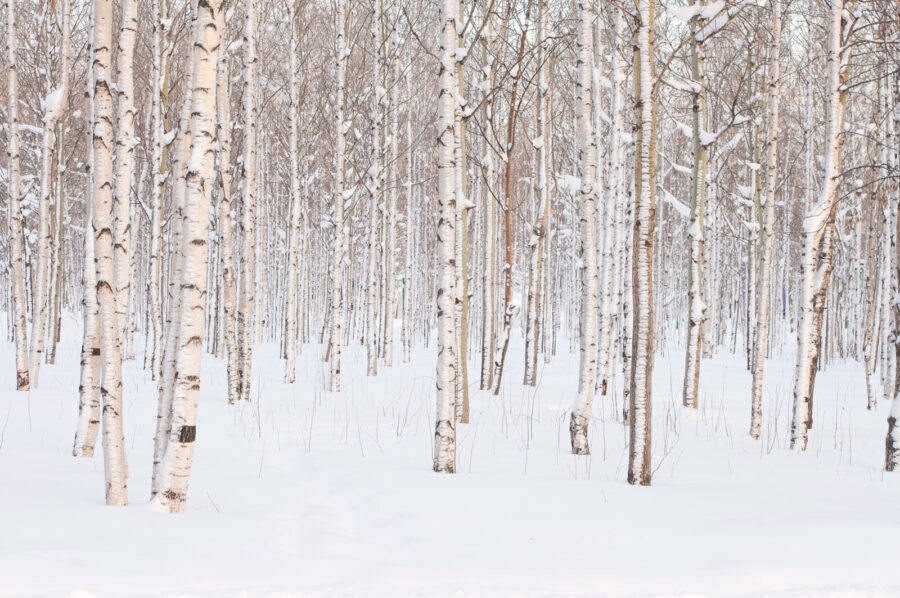 Group of trees in a snowy forest