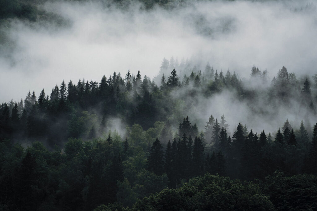Foggy forest with trees Foggy forest with trees