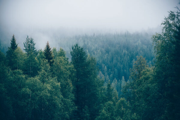 Forest of trees with fog Forest of trees with fog