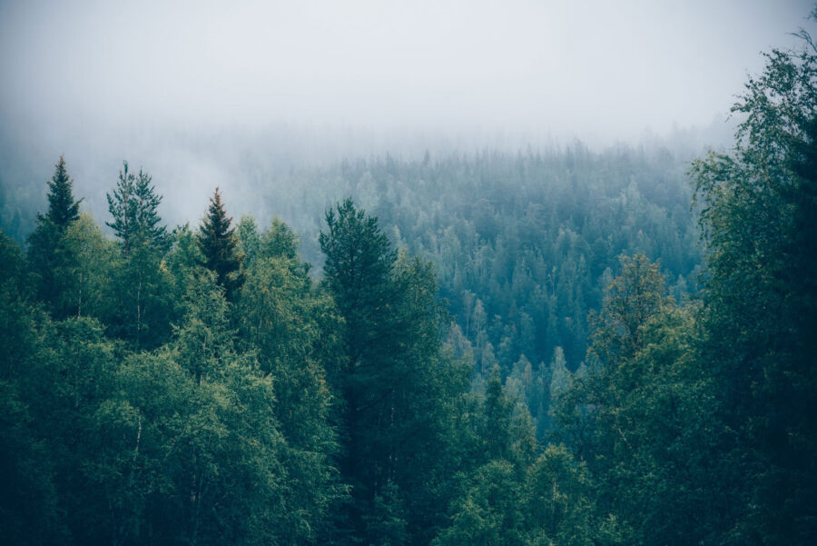 Wall murals Forest of trees with fog - Image 4