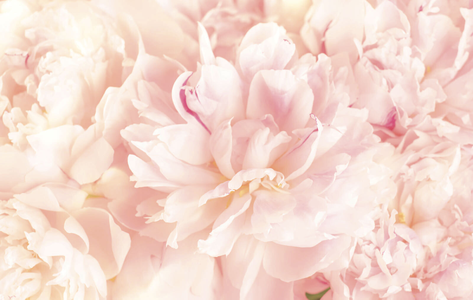 Soft petals in gentle hues u74345p - Soft petals in gentle hues - tegory