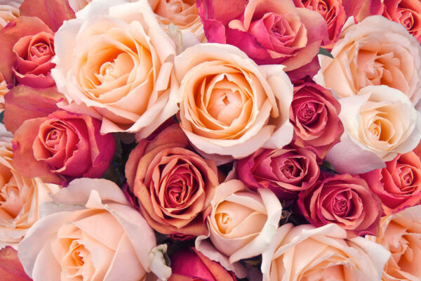 Group of pink and white roses Group of pink and white roses