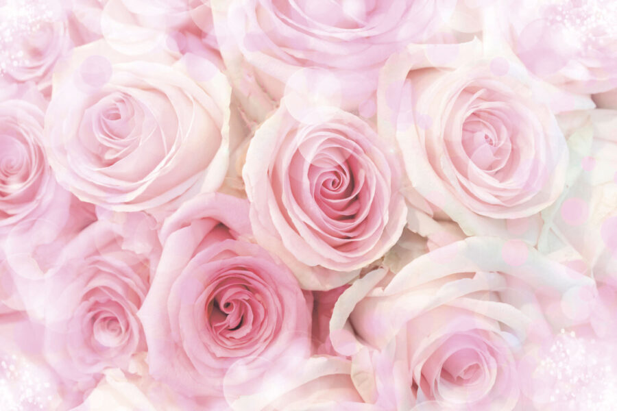 Wall murals Group of pink roses - Image 4