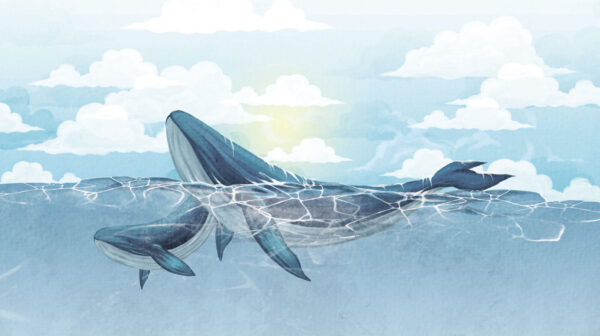 Whale swimming in the water Whale swimming in the water