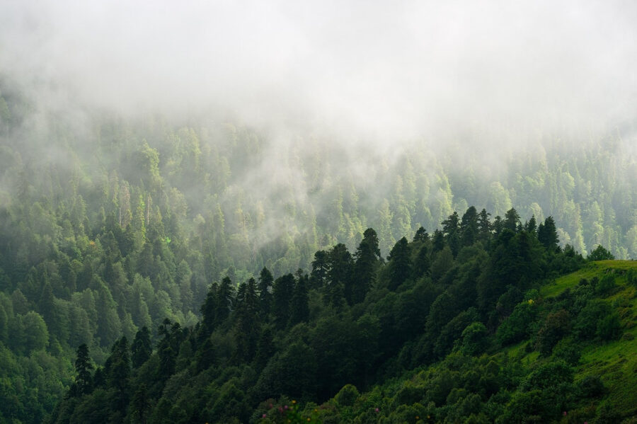Foggy forest with trees