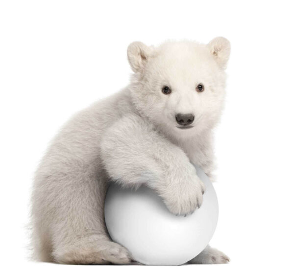 Polar bear holding a ball Polar bear holding a ball